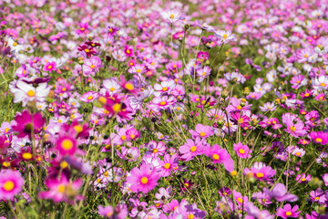 The ground is full of Gesang flowers, with the background of flowers