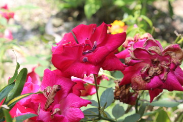 Flower from Indonesia