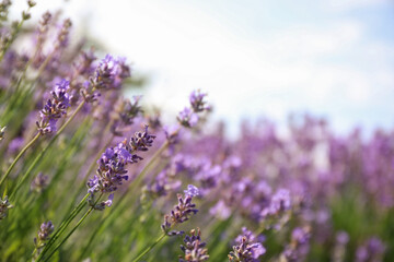 Obraz premium Beautiful blooming lavender field on summer day, closeup