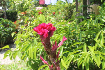 Flower from Indonesia