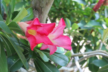 Flower from Indonesia