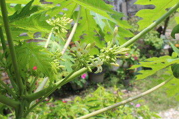 Flower from Indonesia