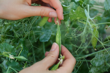 Woman picking fresh green pea pods outdoors, closeup