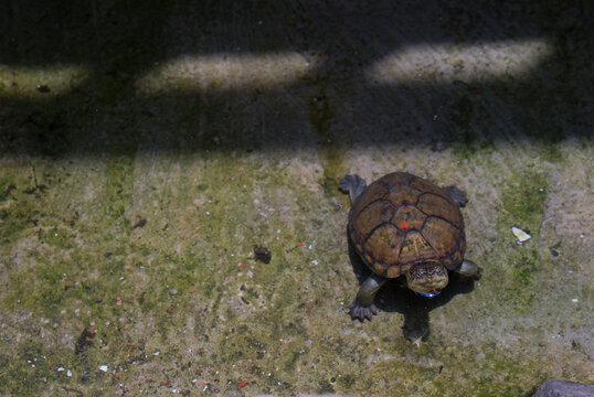 tortuga casquito