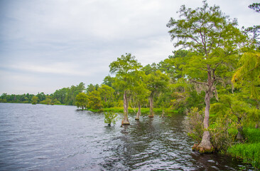 Cypress Trees and Spanish Moss