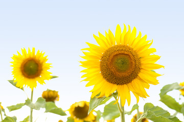 Fototapeta premium Field of yellow sunflowers on summer day, closeup