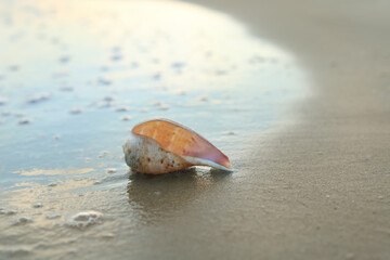 Fototapeta na wymiar Beautiful seashell on sandy beach in morning