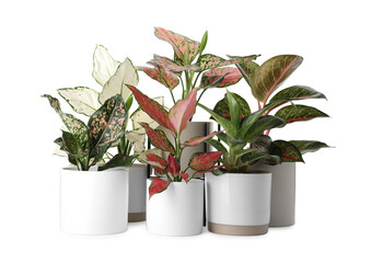Beautiful Aglaonema plants in flowerpots isolated on white. House decor