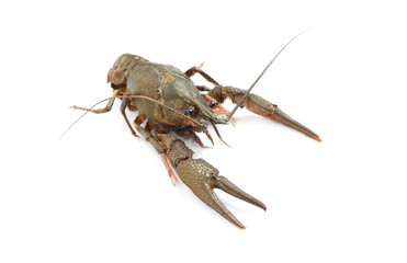 Fresh raw crayfish isolated on white. Healthy seafood