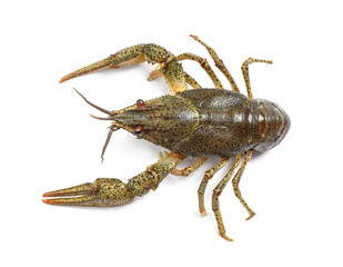 Fresh raw crayfish isolated on white, top view. Healthy seafood
