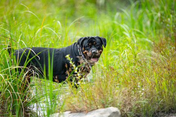 Rottweiler Standing In Grass, Looking At Camera