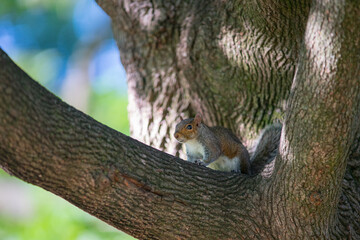 Squirrel On Tree Limb