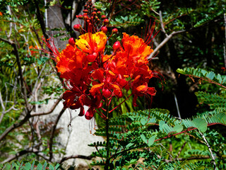Fototapeta na wymiar red orange flowers