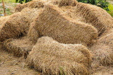 A large pile of forage hay was placed on the ground.