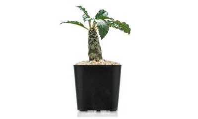 Cactus (Dorstenia Foetida) plant in black pot isolate on white background.