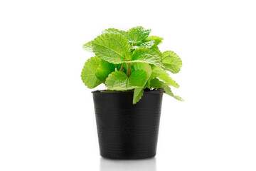 Peppermint plant in black pot isolate on white background. © nattaphol