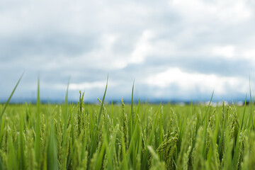 paddy field and blue sky