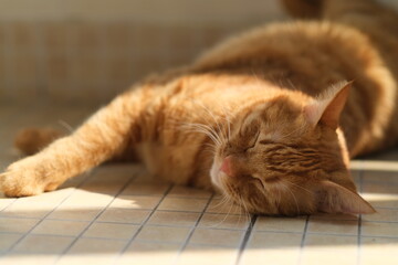one tabby cat sleeping on floor under sunshine at home