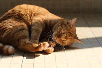 one tabby cat sleeping on floor under sunshine at home