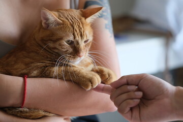 close up one tabby cat in owner's arm, playing with finger. Defocused