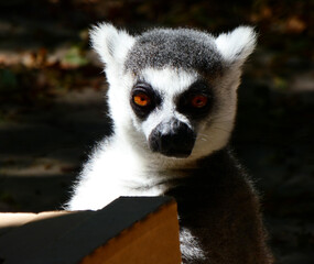 ring tailed lemur