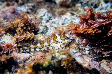 Combtooth Mediterranean blenny fish - Lipophrys trigloides