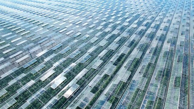 General view of industrial greenhouses abstaract panorama aerial flight, green sprouts, sun and sky reflected in clean glasses. Natural nature pure clear products and vegetables. Nature colors.
