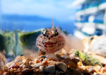 Bucchich's Mediterranean sea goby fish - Gobius bucchichi