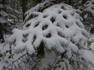 snow covered pine tree