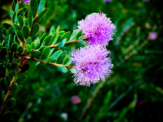close up of a purple flower