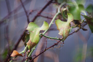 Greenbrier or Smilax rotundifolia leaves and vines with tendrils