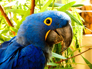 blue and yellow macaw