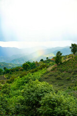 vertical photo, rainbow over over green slope of tea plantation in the thai village Doi Mae Salong Santikhiri, cloudy weather