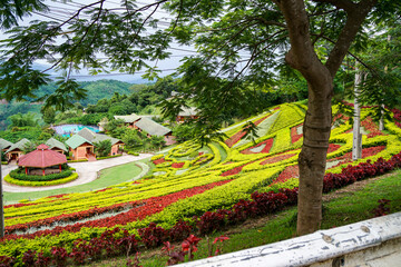 carved bushes, topiary, observation deck in the thai village Doi Mae Salong Santikhiri, cloudy sunny weather