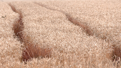 Fototapeta premium Spikelets of wheat, natural yellow background or texture.
