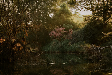 Tranquil river landscape image featuring vibrant tree covered in pink blossoms at sunset
