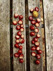 Chestnuts bare and with spiked peel on the old wooden bench in the park. Fresh glossy brown skinned...