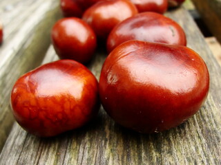 Chestnuts bare and with spiked peel on the old wooden bench in the park. Fresh glossy brown skinned fruits.  Autumn day in the Botanical garden
