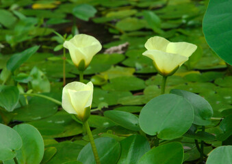 ウォーターポピーの開花