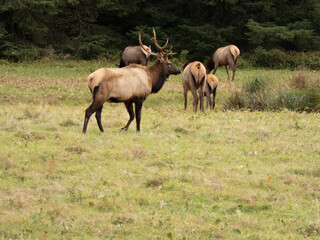 Elk in a meadow in Pacific Northwest