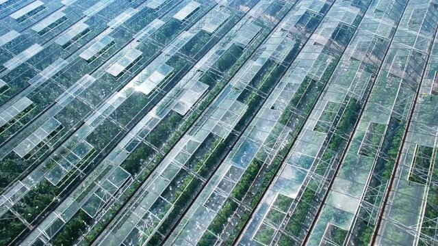 Rotate orbit close up panorama aerial fly off over industrial greenhouses with green sprouts, sun and sky reflected in clean glasses. Natural nature pure clear products. Nature colors.