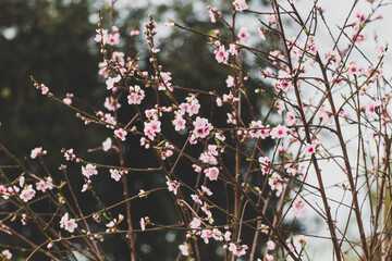 pink blossoms on tree outdoor in Australian backyard