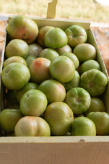 Green tomatoes in a box on display at a local outdoor market