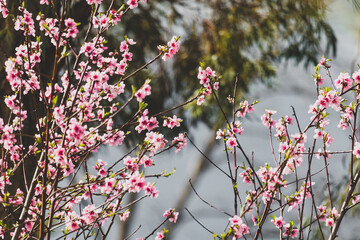 pink blossoms on tree outdoor in Australian backyard