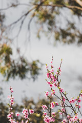 pink blossoms on tree outdoor in Australian backyard