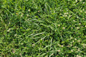 Wild grass closeup with various weeds
