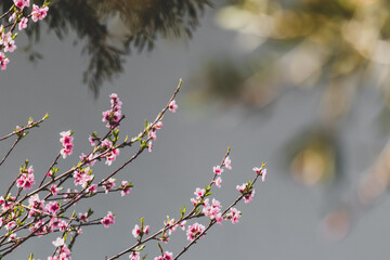 pink blossoms on tree outdoor in Australian backyard