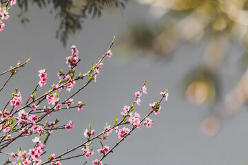 pink blossoms on tree outdoor in Australian backyard