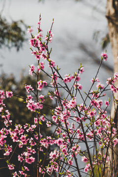 pink blossoms on tree outdoor in Australian backyard