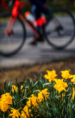 roadside daffodils with passing cyclists
